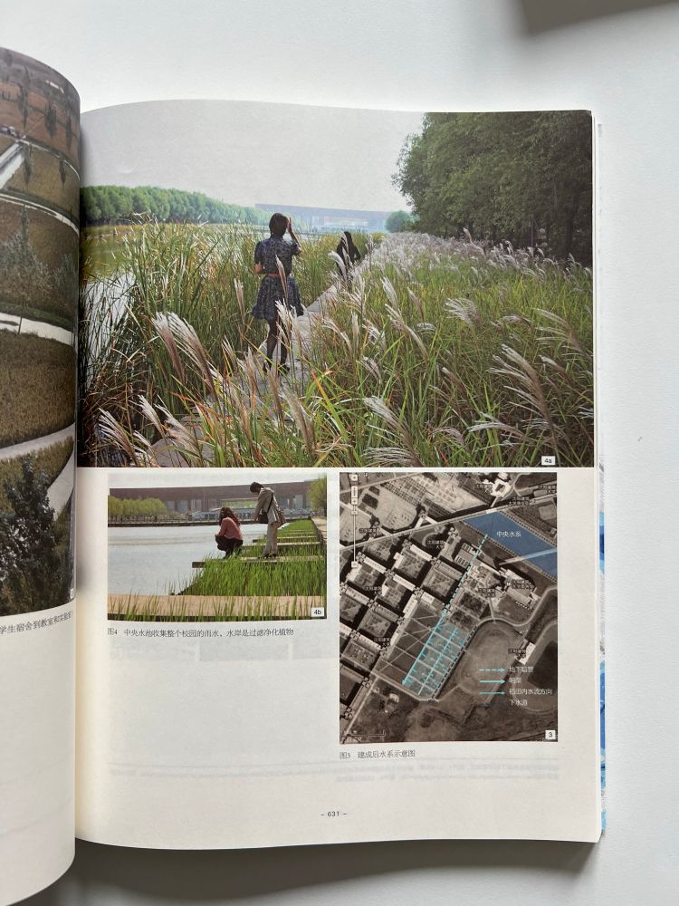 Photos of Sponge City at Shenyang Jianzhu University. Photos show people walking along a boardwalk with high wetland grasses and looking into the water 