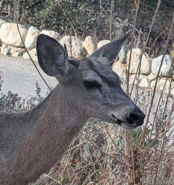close-up of deer head, showing a young deer with single tine antlers, against a background of brown and green plants and a road in the distance
