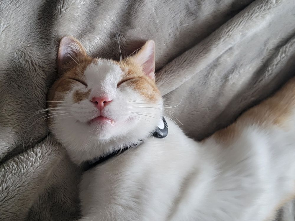 An orange and white tabby cat is asleep with the most blissfully stupid look on his adorable face