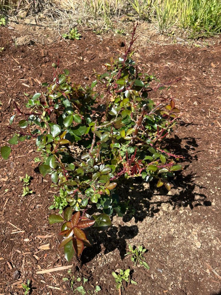 Rose bush missing flower buds