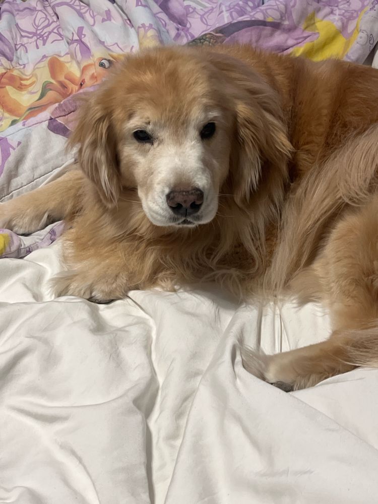 Golden retriever looking cute!