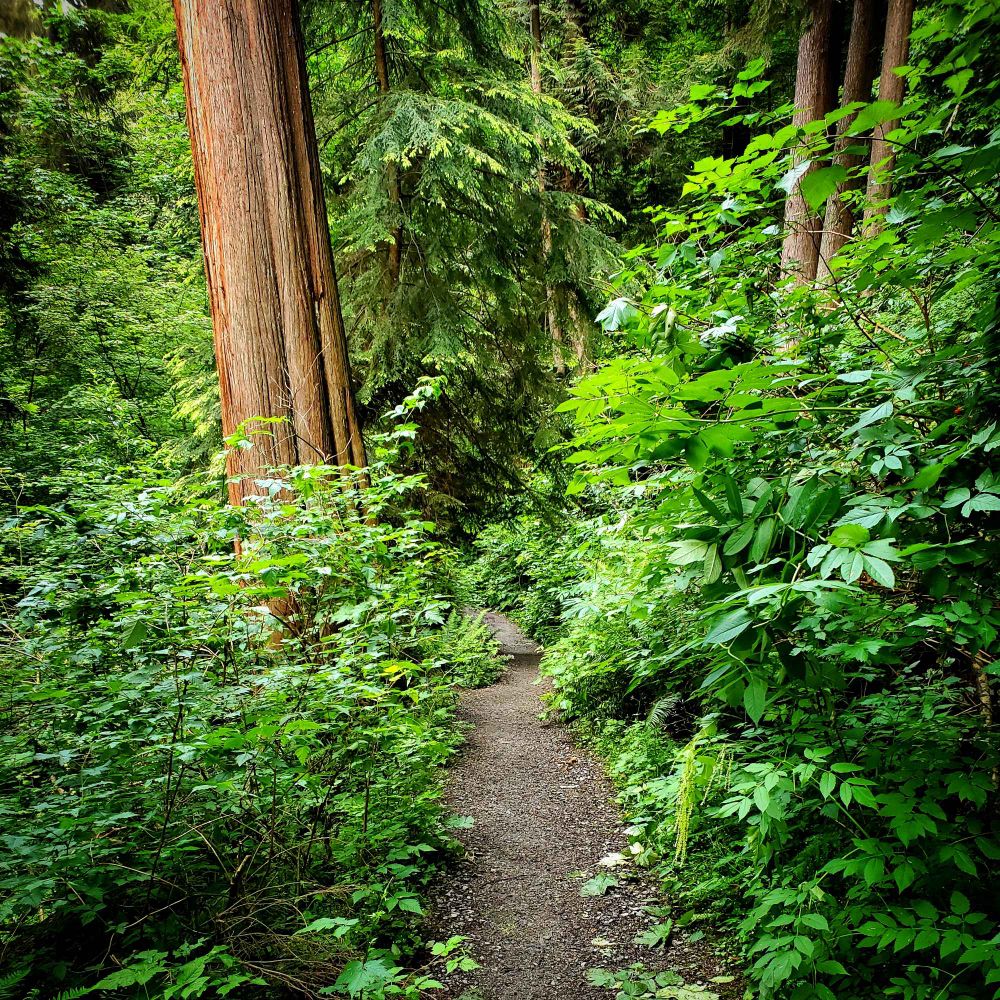 A path through northern rainforest.