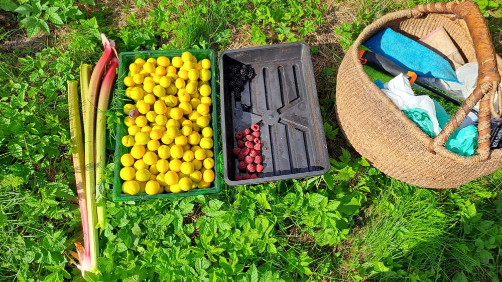 Rhubarb, mirabelle plums, raspberries & blackberries, basket