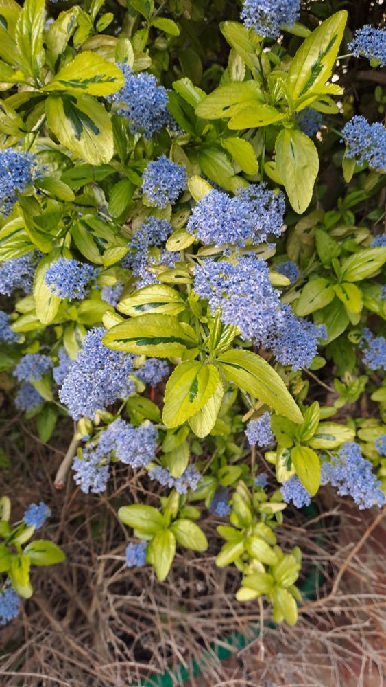 Ceanothus