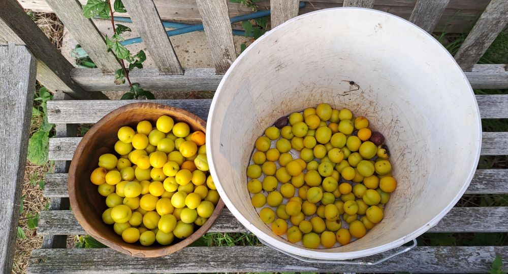 Mirabelle plums windfall