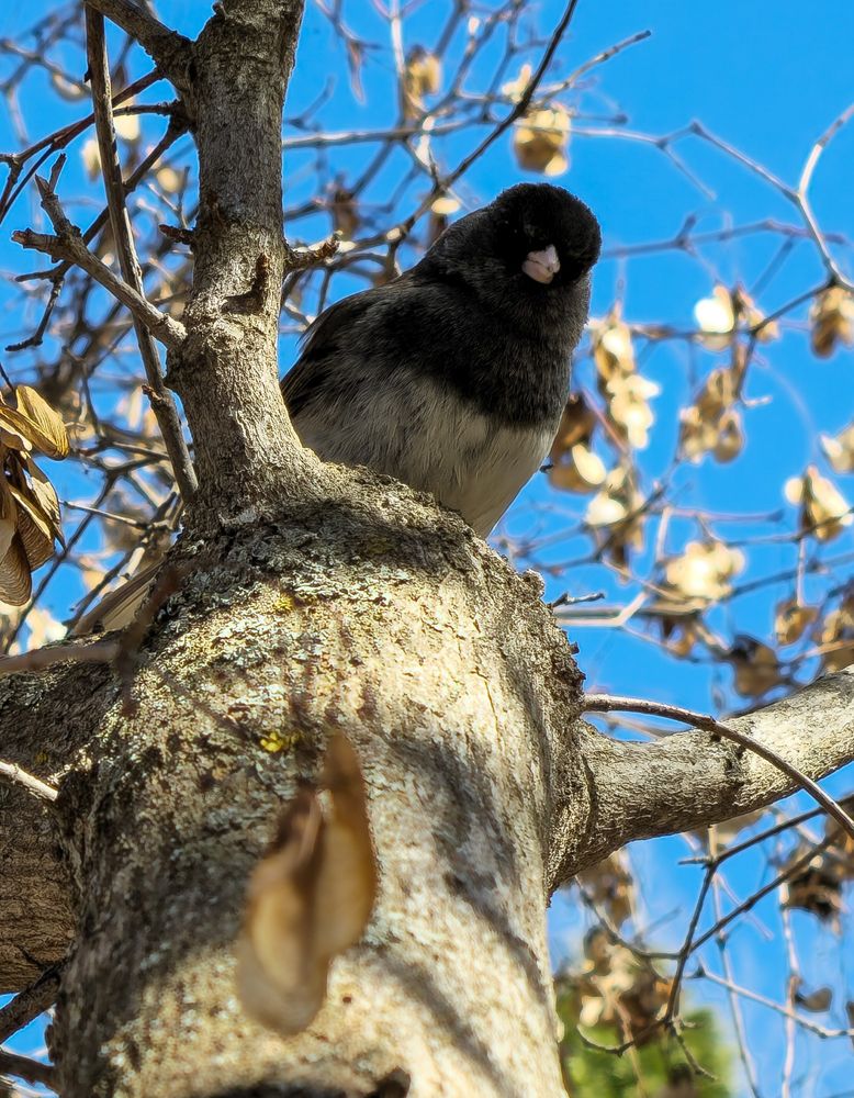Grey and white bird perched on a branch of a maple tree. The bark of the tree has lichen, with lots of maple seed bunches hanging. Blue sky in background with greenery along the bottom center right. The bird looks grumpy, and is looking downwards directly at the camera.