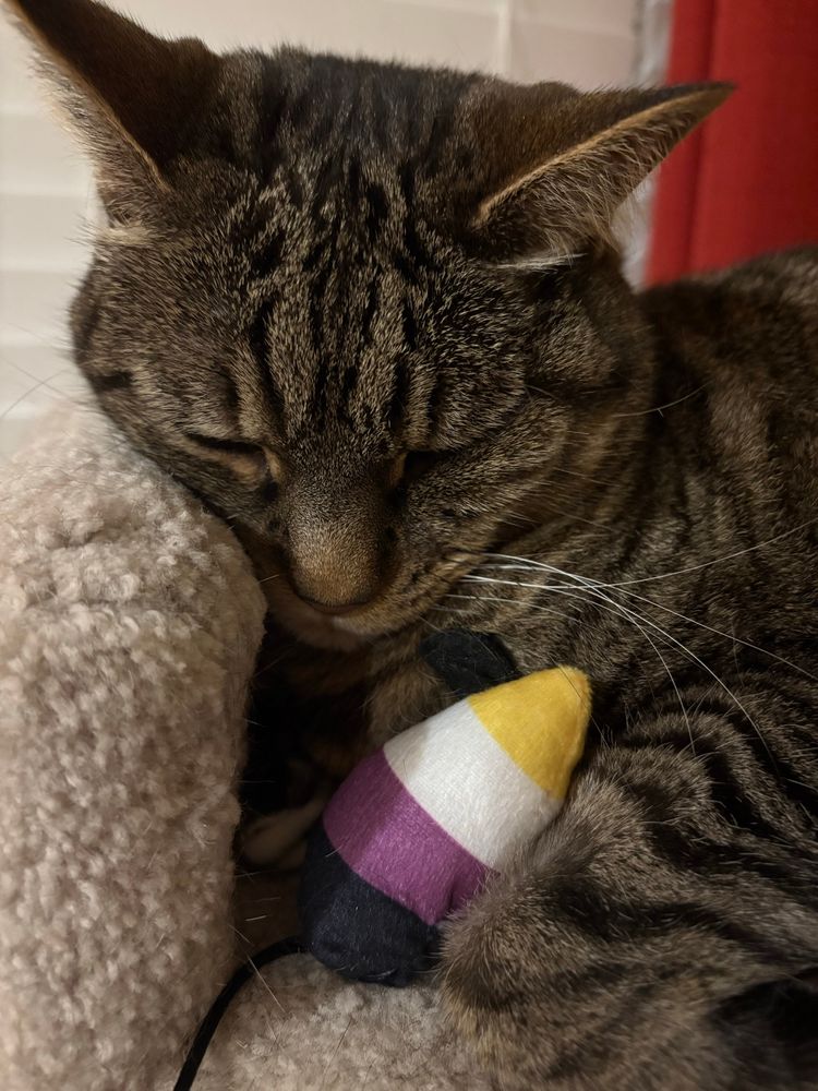 my sleepy tabby cat holding a non binary mouse toy