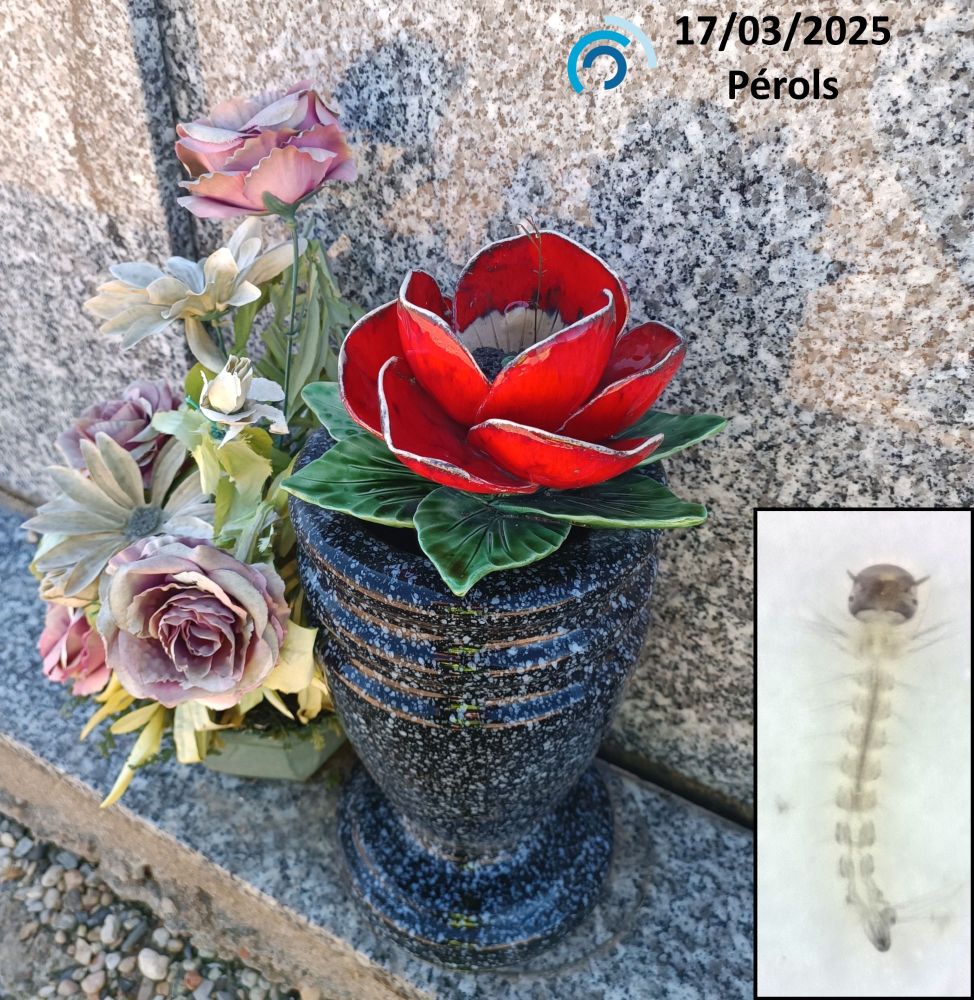 Vase funéraire avec la photo d'une larve de moustique tigre prélevée à l'intérieur.