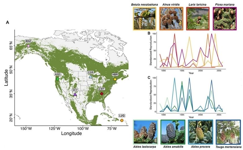 A map showing 7 long-term ecological research sites in the US, and graphs showing varying synchrony in reproduction of woody plants.