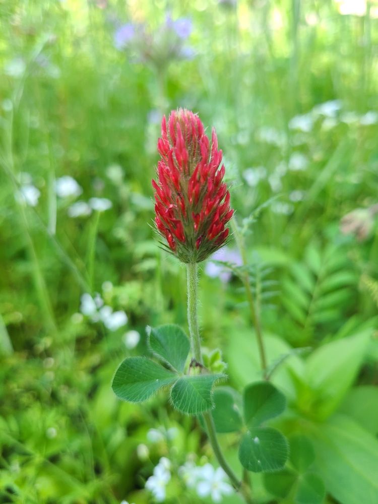 Red flower cockscomb just peaking red in the focus being in a field of green and white flowers blurred in the background.