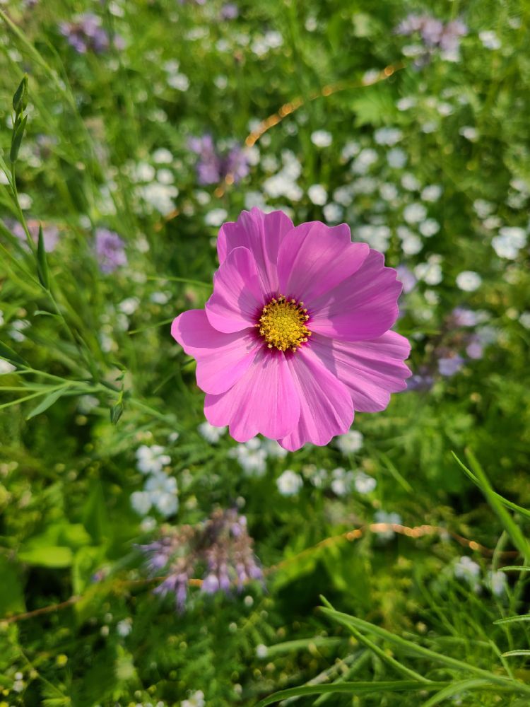 Pink flower with golden center centered in a picture surrounded by green plants and other flowers in the background.