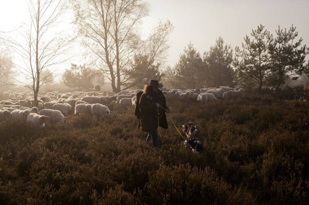 Herder Susanne en haar schapen zorgen voor het behoud van de Nederlandse heide, maar hoe lang nog?