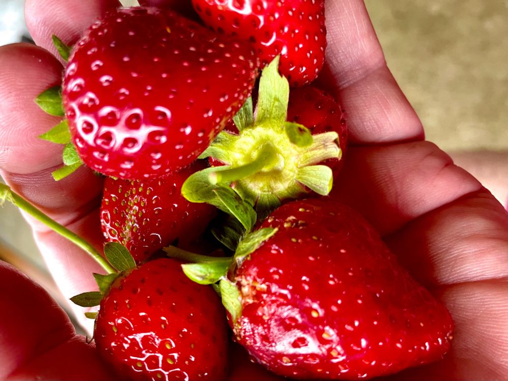 Handful of homegrown strawberries