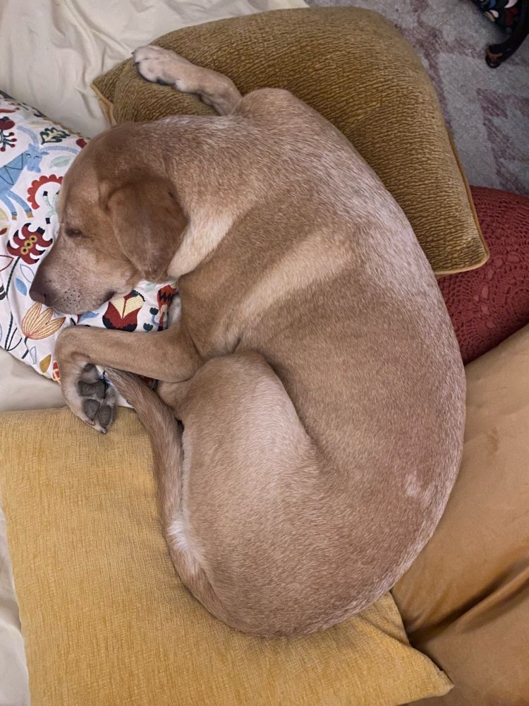 A yellow Labrador is curled up on a pile of several overstuffed throw pillows like a little king. 