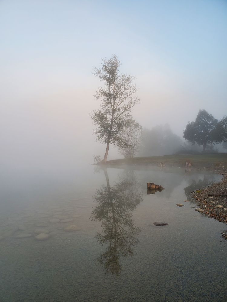 Photo d'un arbre dans la brume se reflétant dans le lac 