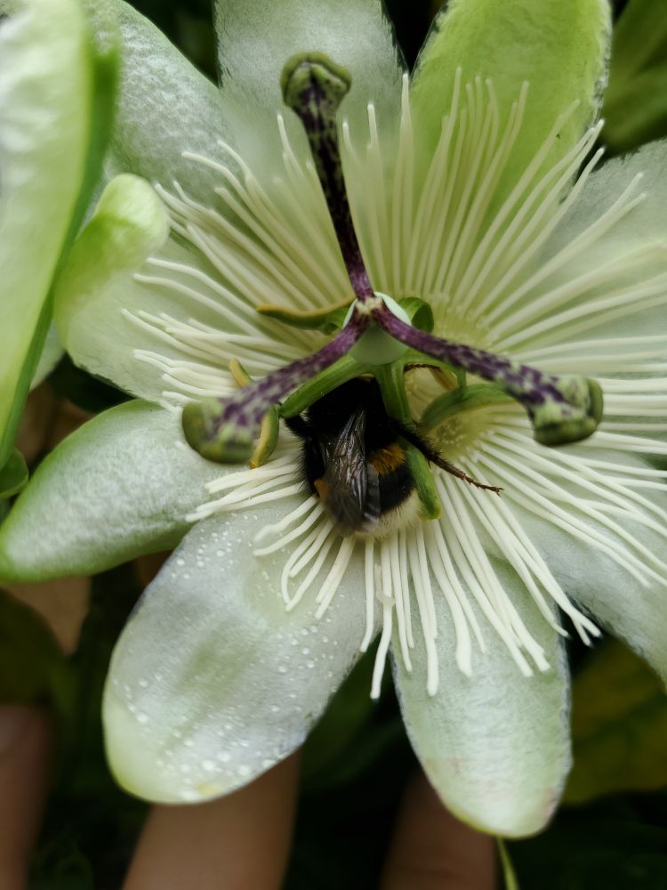 Photo d'un bourdon endormi dans une fleur de passion (oui, j'ai oublié le nom de cette plante)
La fleur est blanche avec ded pistils blancs et 3 gros pistils violet verts 
On aperçoit les fesses d'un bourdon et ses ailes. Il fait le dodo du juste. 