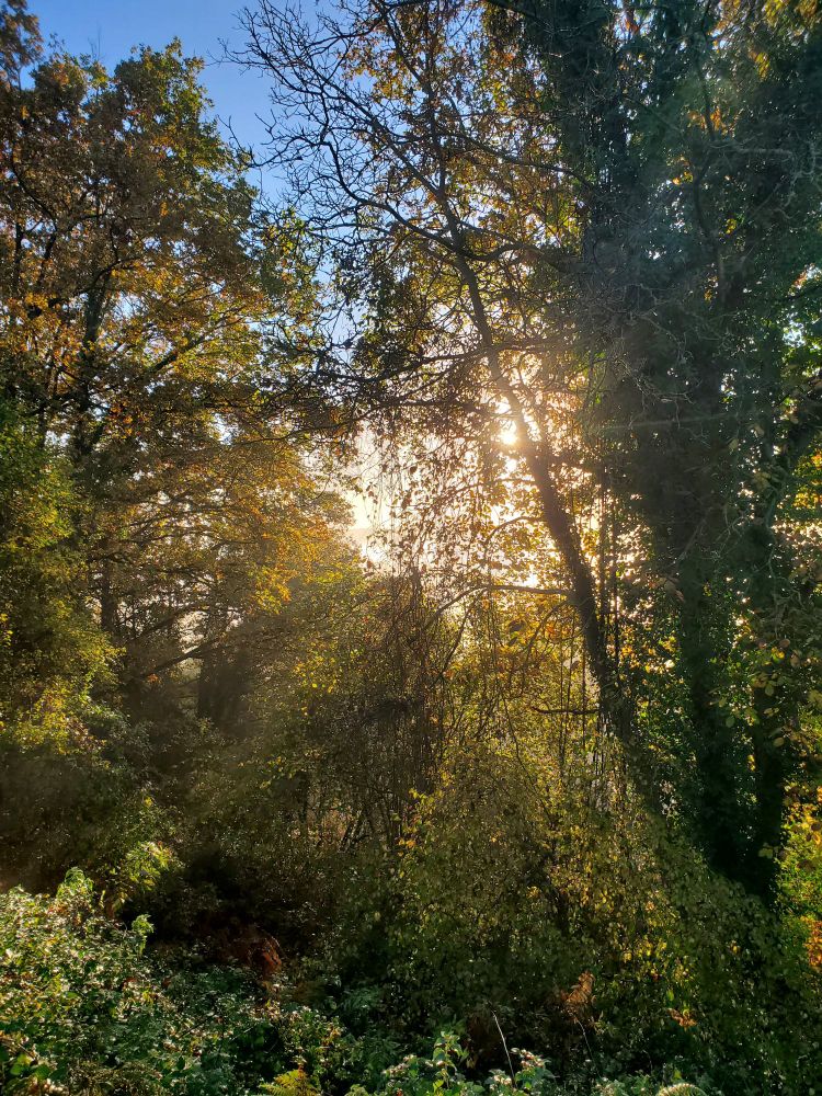 Photo d arbres de l'automne à travers desquels on peut observer le soleil perçant du matin 