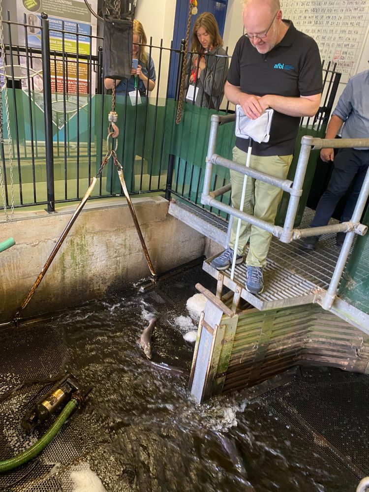 A man holding a small net looks down into a pool, an adult salmon can be seen just breaching the surface of the water.