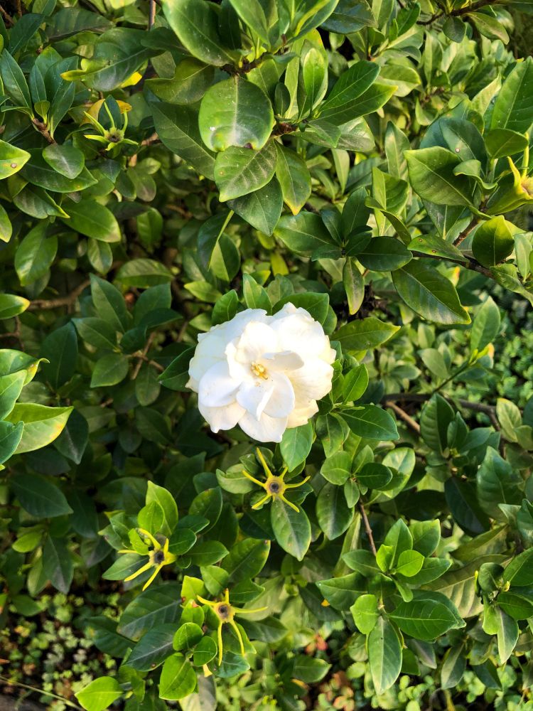 Gardenia jasminoides