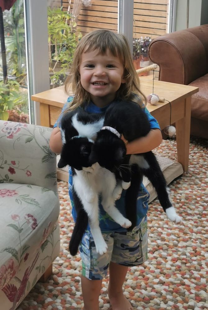 A gorgeous young boy holding two black and white cats in a conservatory.