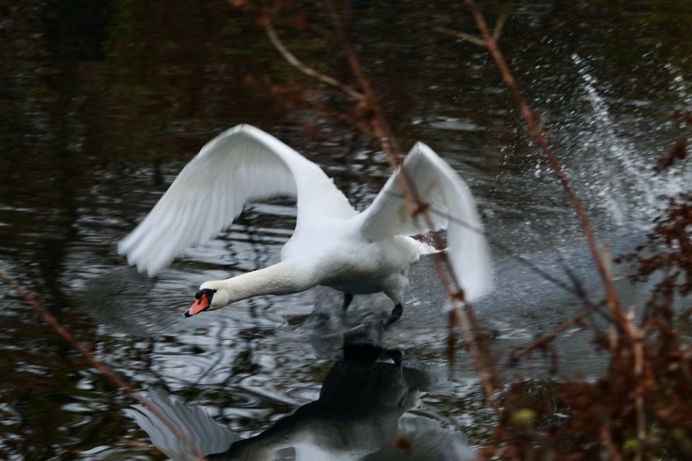 1 adulte prenant son envol en courant sur l’eau.