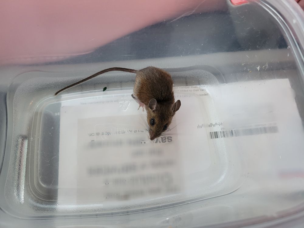 Same mouse, sitting in a plastic container in my car before I released him in a field with more shelter.
