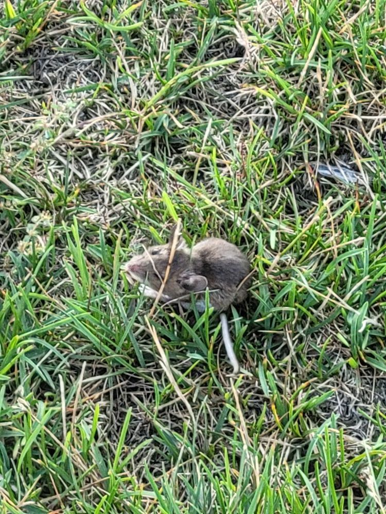 Small mouse sitting in the grass, possibly injured.