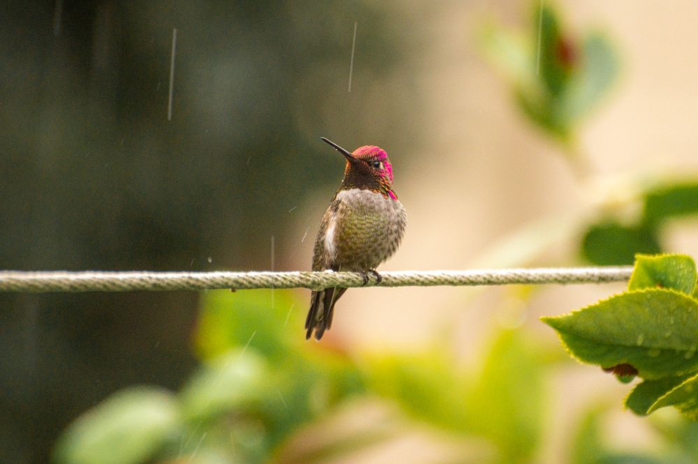 Image of a hummingbird sitting on a clothesline with rain falling on it