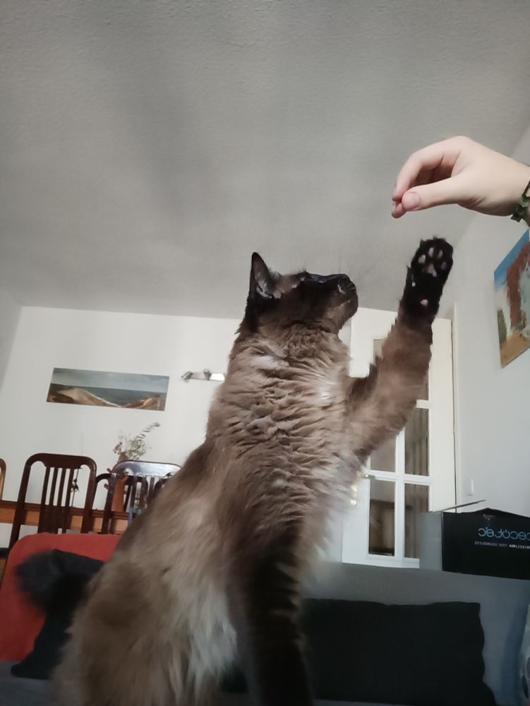 Un gato hace un "saludo romano" allegedly.
