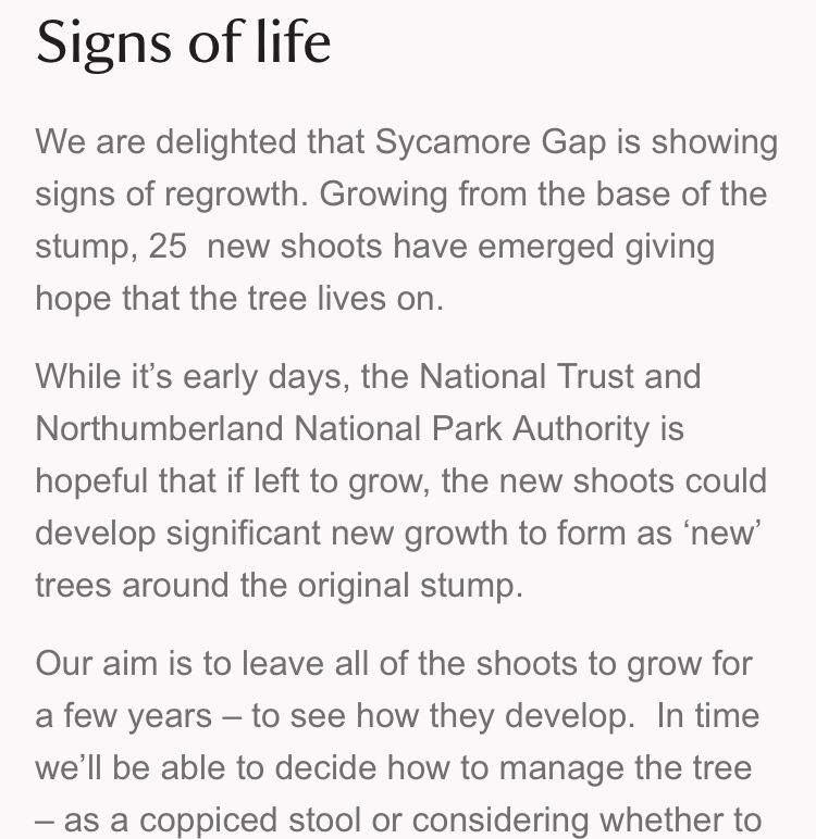 I screenshot from the national trust website. It says “Signs of life

We are delighted that Sycamore Gap is showing signs of regrowth. Growing from the base of the stump, 25  new shoots have emerged giving hope that the tree lives on. 

While it’s early days, the National Trust and Northumberland National Park Authority is hopeful that if left to grow, the new shoots could develop significant new growth to form as ‘new’ trees around the original stump. 

Our aim is to leave all of the shoots to grow for a few years – to see how they develop.”