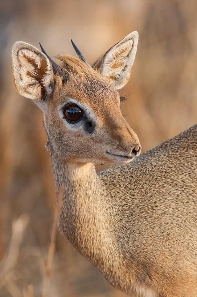 An image of a dik dik which is like a baby deer with big soulful eyes and a weird funny nose