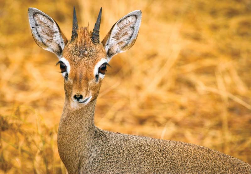 An image of a dik dik which is like a baby deer with big soulful eyes and a weird funny nose