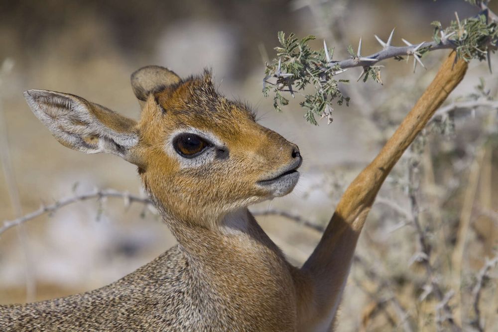 An image of a dik dik which is like a baby deer with big soulful eyes and a weird funny nose