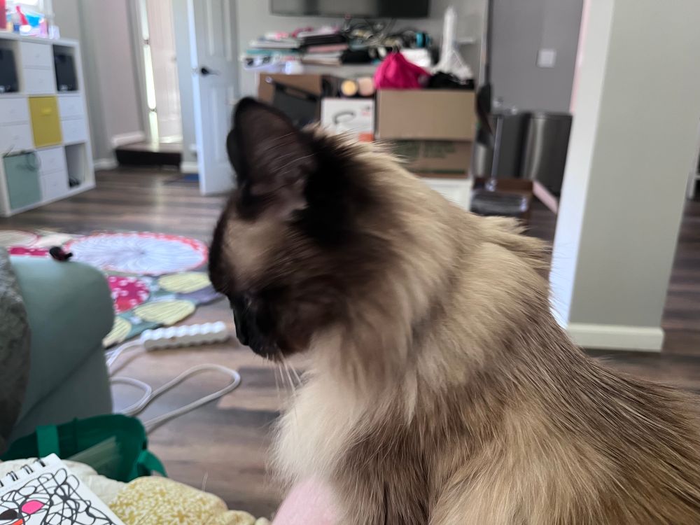 Evie, a seal point long haired cat whose body fur is mostly light-medium brown and whose face is mostly dark brown-black, sits on my lap with her head pointed away from me. 