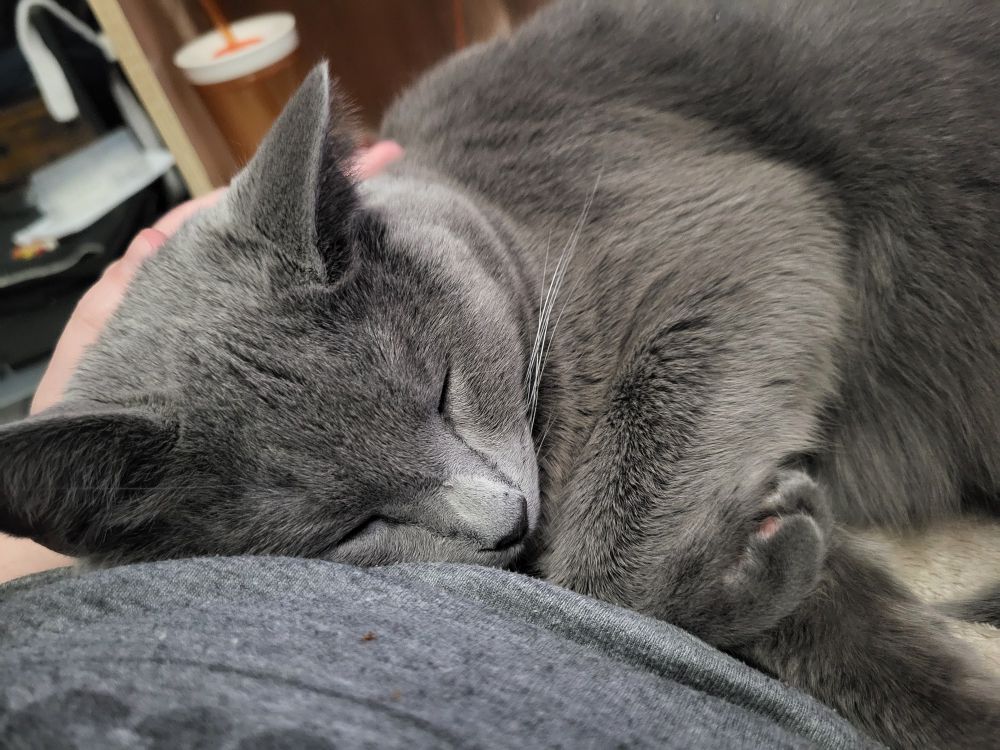 A grey cat named Sindri curled up in my lap, resting his head against my stomach. His eyes are closed and his paws are cursed up. He looks very very snuggly. 
