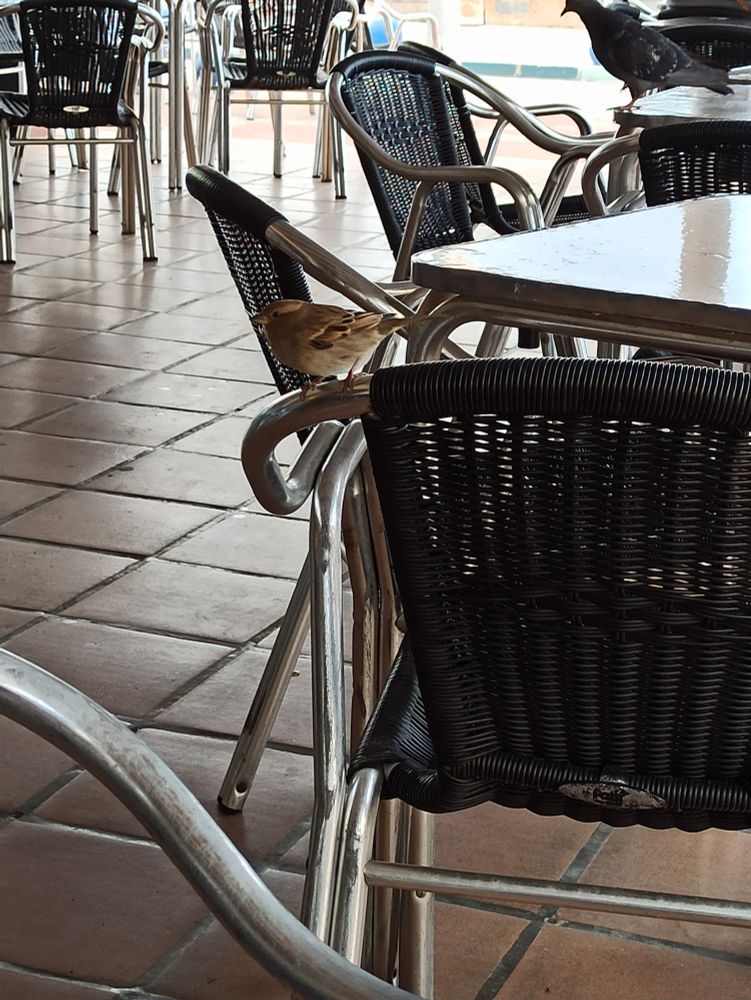 A lovely little bird perched on a patio type chair next to a table on a tiled patio. It might be a finch. I am not sure.
