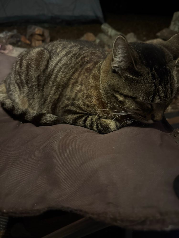 Black tabby cat sleeping on an ottoman. 