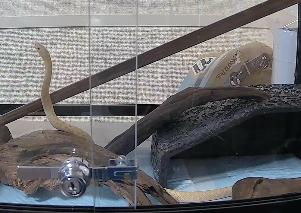 アオダイショウ(アルビノ)