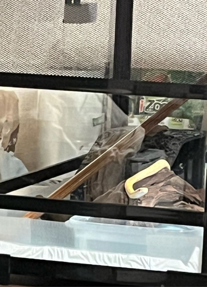 アオダイショウ(アルビノ)