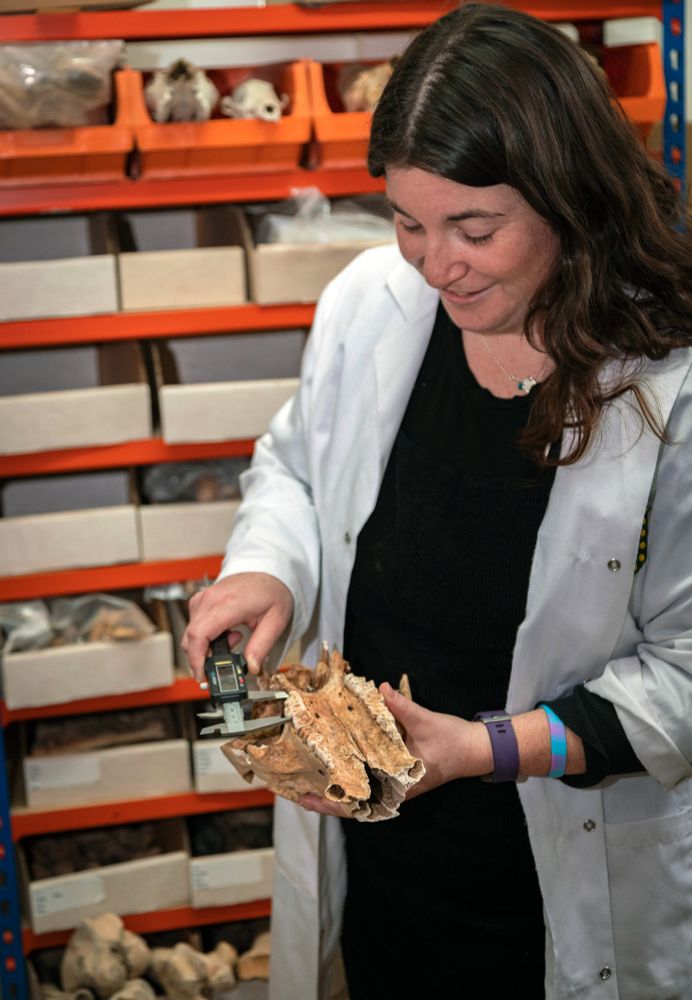 A woman in a labcoat examines an upturned animal skill with callipers