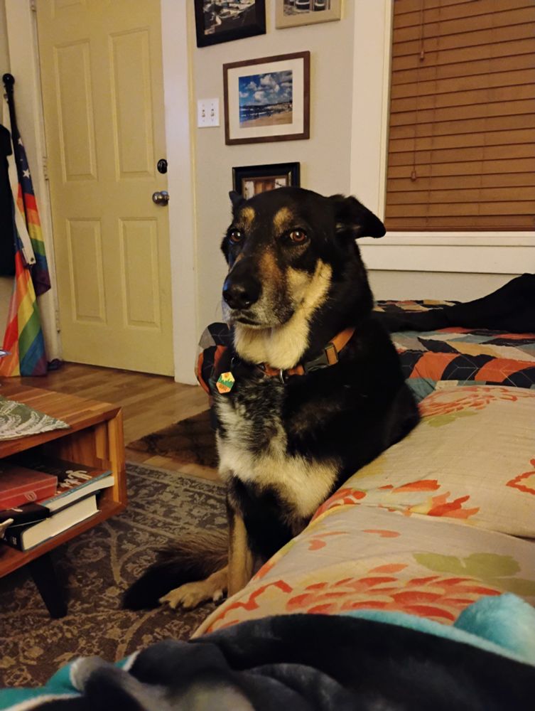 German shepherd mix dog giving serious side-eye