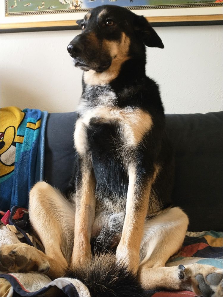 Derpy dog bon the couch