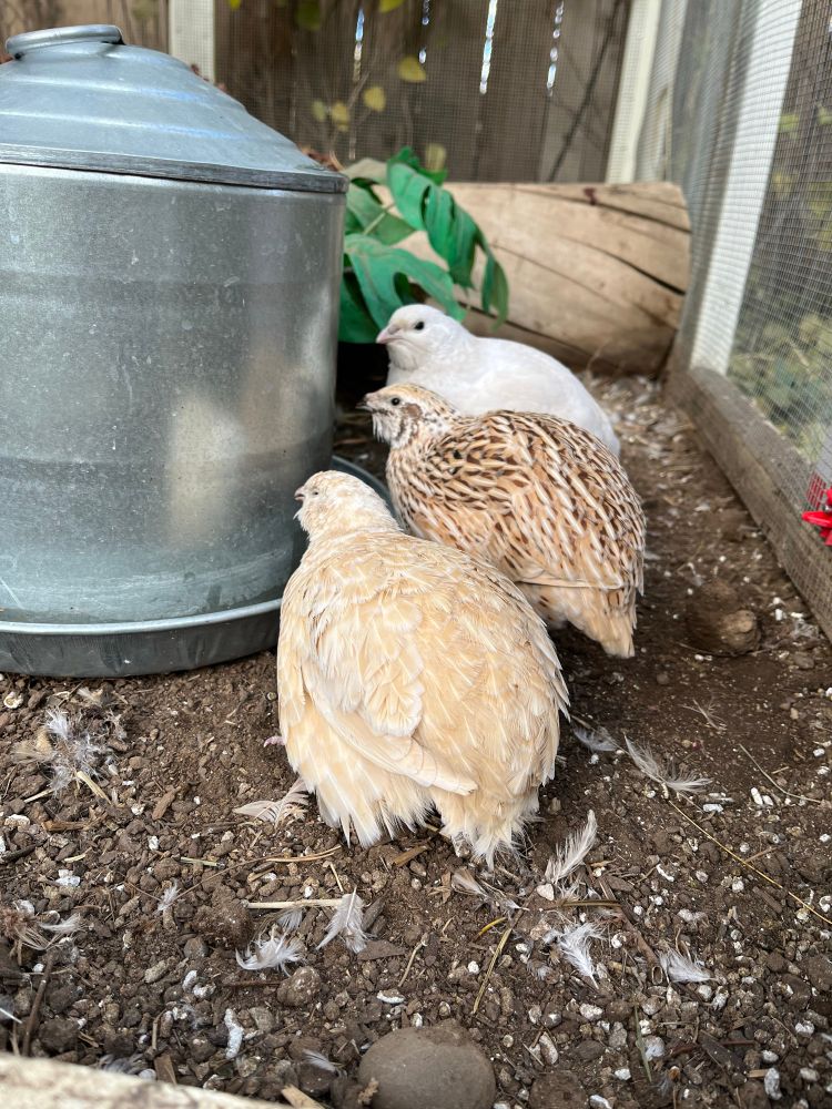 Three oblong coturnix quail, white, blonde, and tan with brown speckles, clustered at a watering station. 