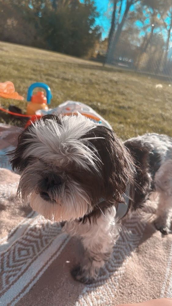 A picture of Osker the shih tzu standing on a blanket with grass and trees in the background. 