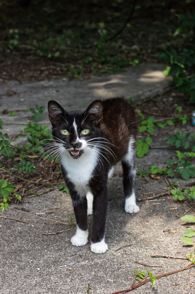 A black and white tuxedo cat named Figaro is meowing at the camera. His white whiskers are magnificent, like a cat version of a handlebar mustache.