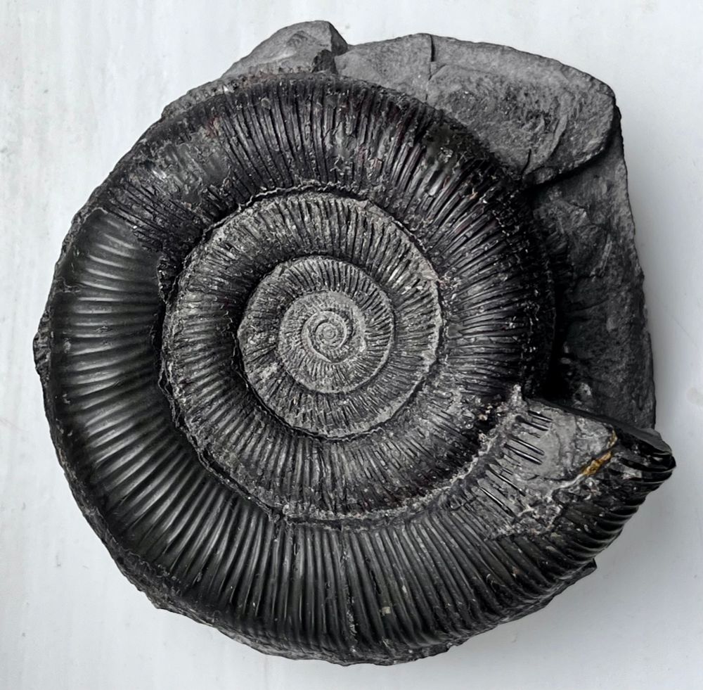 Ammonite, Dactylioceras tenuicostatum from Whitby. Collected by me as a young teenager 