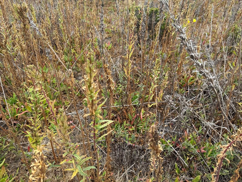 Yellow, brown, and gray stems with seed pods 