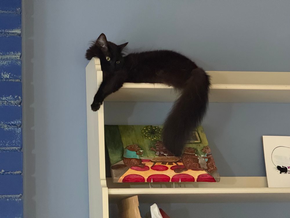 Black cat with a fluffy tail on a bookshelf 