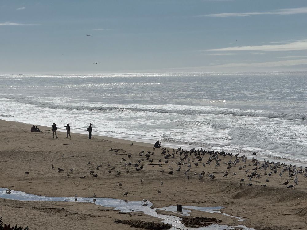 Small silhouetted human figures and birds on a beach with heavy surf and streaks of clouds in the sky 