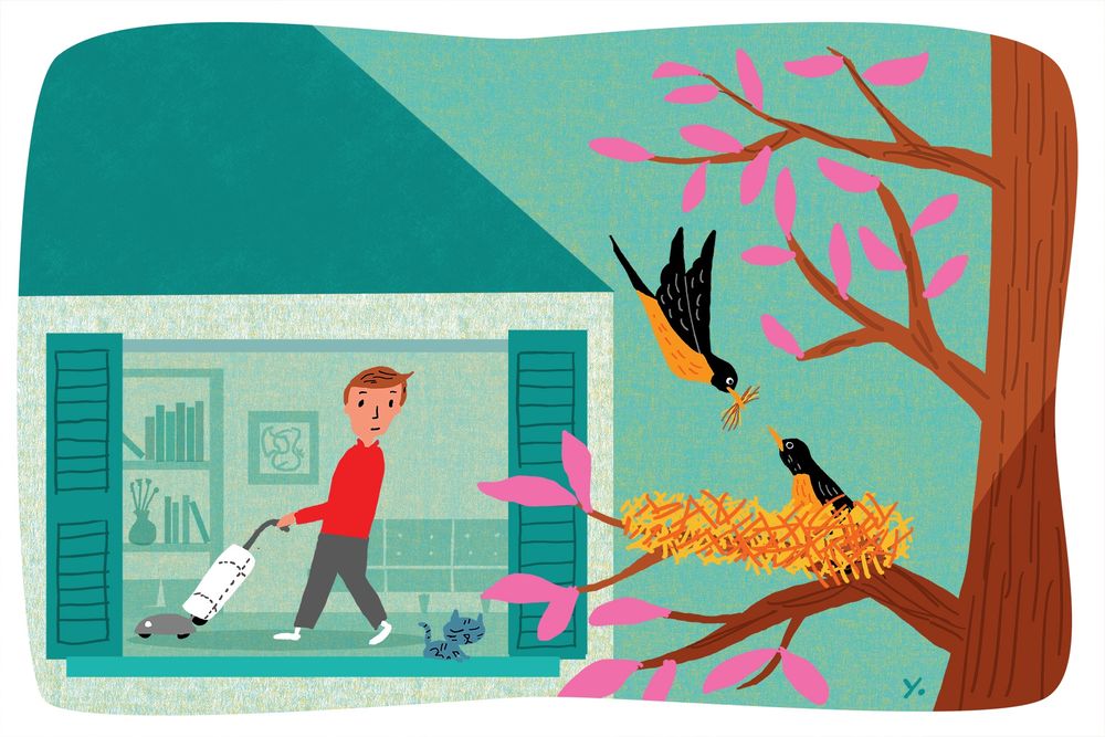 Man in house vacuuming looking through the window at robins building a nest in the tree. A cat is sleeping on the window ledge
